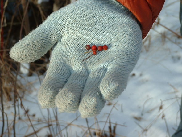 rosehips in snow.jpg
